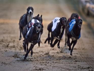 The Lord has recommended eight bets from the racing at Shelbourne Park tonight